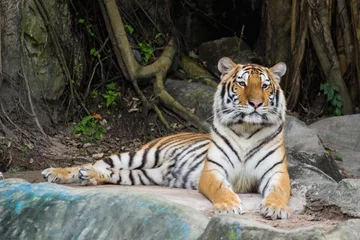 Crédence de cuisine en verre imprimé Tigre Bengal tiger