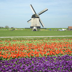 windmill with tulip field near Schermerhorn, Netherlands