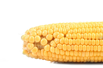 Tasty yellow ear of corn.