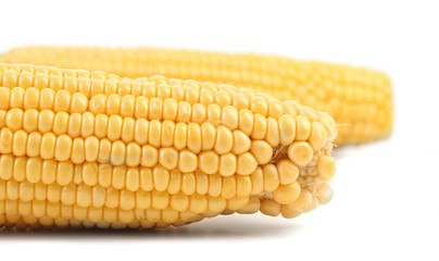 Close up of fresh corn ear.