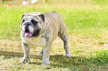 Obraz premium English Bulldog