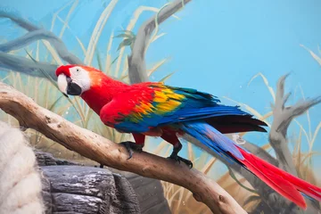 Wall murals Parrot Ara parrot