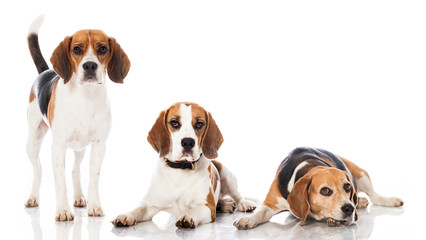 Drei Beagles