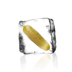 Gurke im Eiswürfel