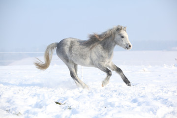 Fototapeta na wymiar Gorgeous welsh mountain pony running in winter
