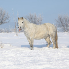 Fototapeta na wymiar Amazing grey pony in winter