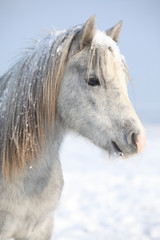 Amazing grey pony in winter