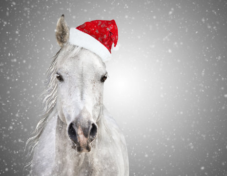 White christmas horse with santa hat on gray background snowfall