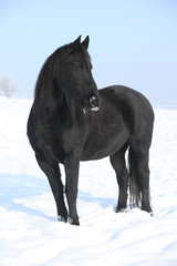 Gorgeous friesian horse standing in shining snow