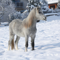 Amazing young mare in winter