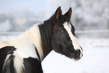 Obraz na płótnie Canvas Klacz młody koń w zimie farba