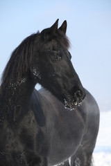 Beautiful friesian mare in winter