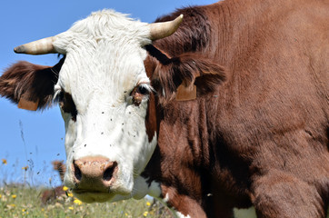 Abondance cow in the French Alps