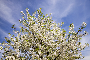 apple-tree flowers