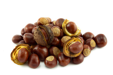 Conkers or Horse Chestnuts
