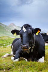 Mucca al pascolo, svizzera