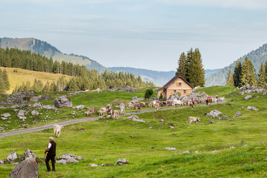 Mucche al pascolo, svizzera
