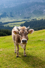 Fototapeta na wymiar Mucca al pascolo, svizzera