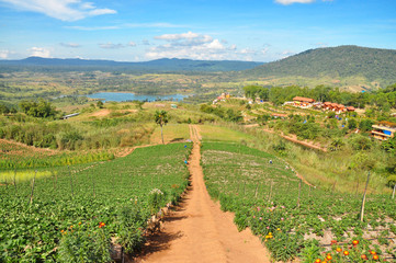 Strawberry field