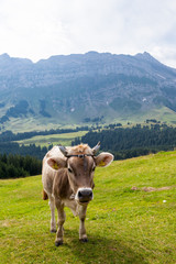 Fototapeta na wymiar Mucca al pascolo, svizzera