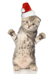 Funny cat in Santa Christmas hat