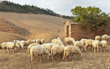 A herd of white sheep  in the sunset light (lat. Ovis aries)  .