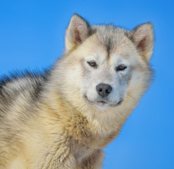 greenland dog