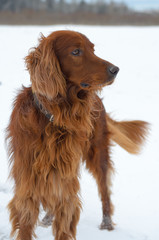 Setter in the snow.
