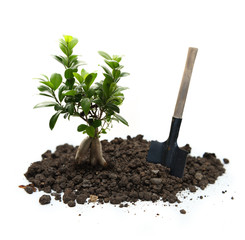 Ficus avec terre et pelle