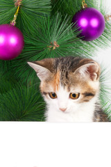 kitten with a bulletin board on Christmas decorations