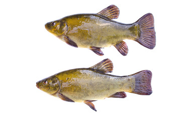 Two tench fish after fishing isolated on white background