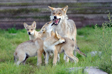 wolves family