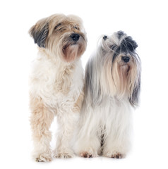 tibetan terriers
