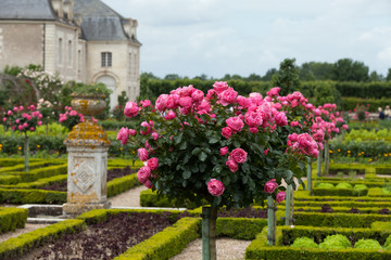 Kitchen garden in  Chateau de Villandry. Loire Valley, France