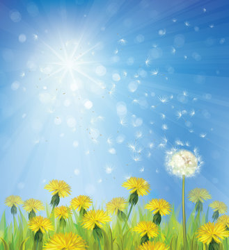 Vector of spring background with dandelions.