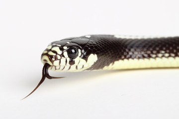 black snake