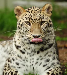 Foto op Canvas leopard © erllre