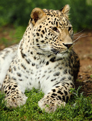 Obraz premium leopard