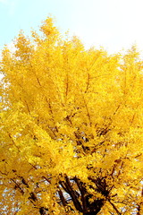 青空とイチョウ