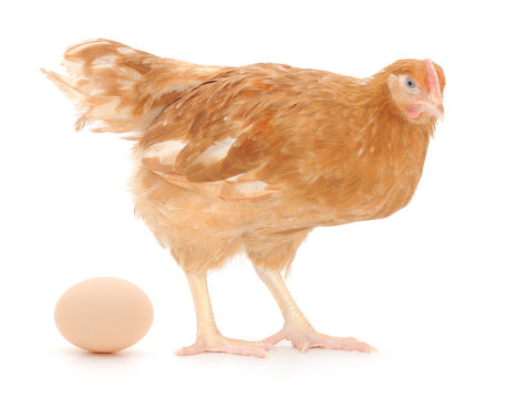 brown hen with egg