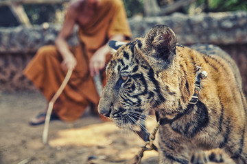 Tiger Cub with Monk