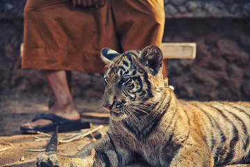 Fototapeta premium Tiger Cub with Monk