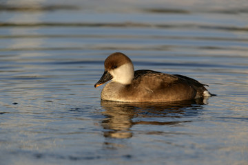 Fototapeta premium Red-crested pochard, Netta rufina