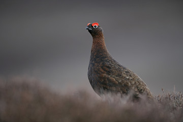 Red grouse, Lagopus lagopus