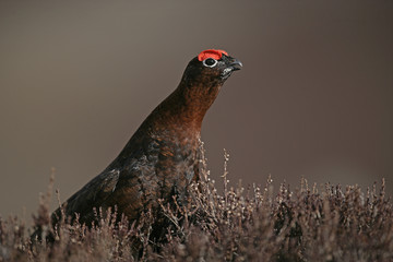 Red grouse, Lagopus lagopus