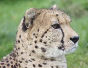 Obraz na płótnie Canvas Cheetah Head