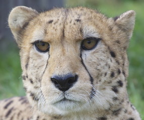 Obraz na płótnie Canvas Cheetah twarzy