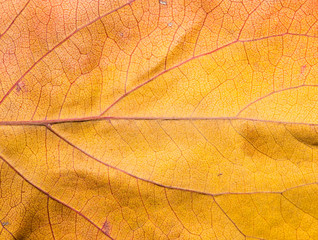 Obraz na płótnie Canvas Background of autumn leaves. macro