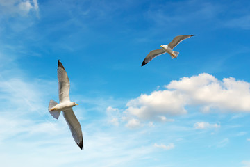seagulls flying in the sky