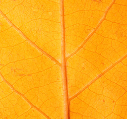 Naklejka na ściany i meble autumn leaf as a background. macro